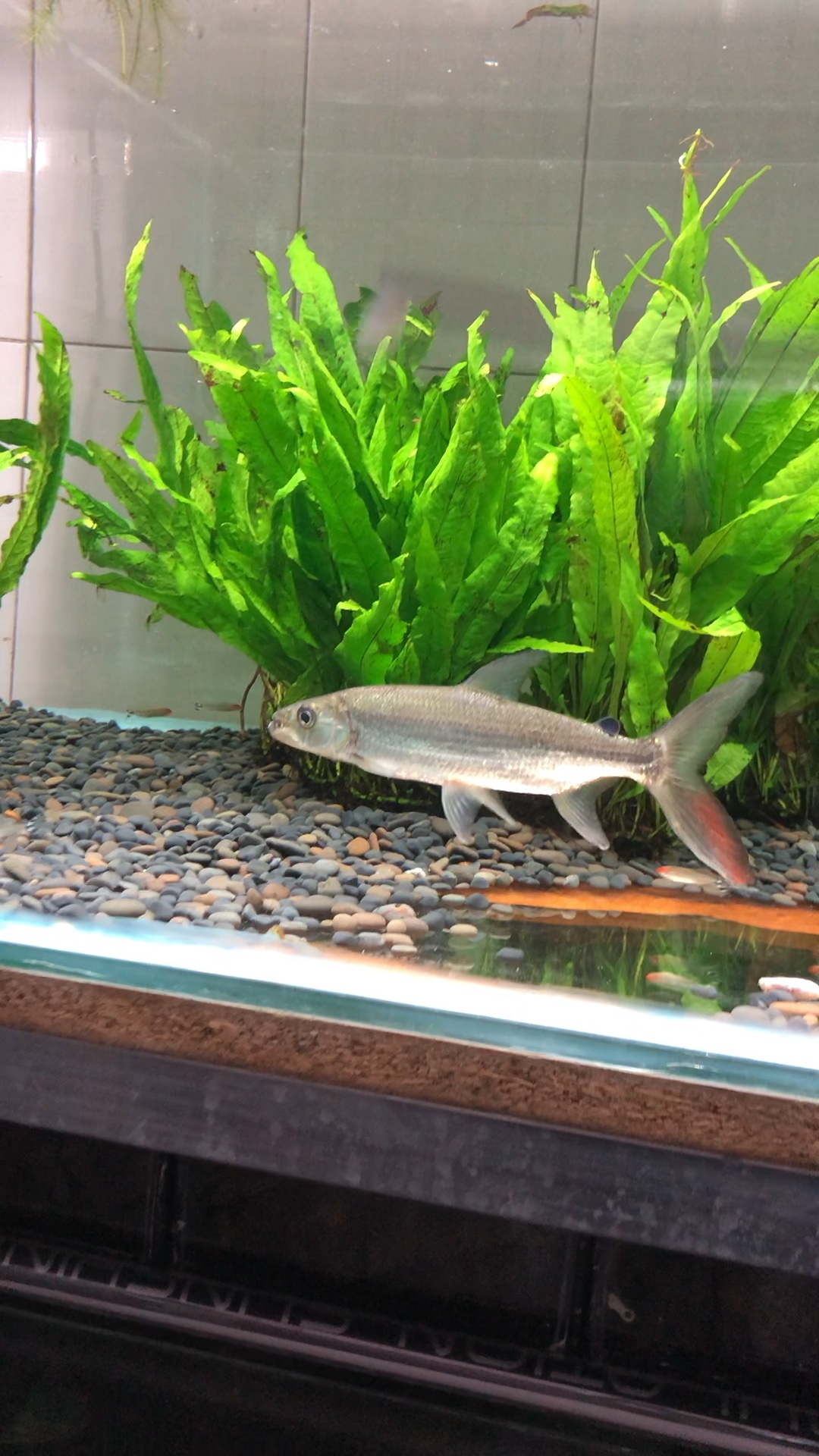 白金猛鱼_哔哩哔哩 (゜-゜)つロ 干杯~-bilibili