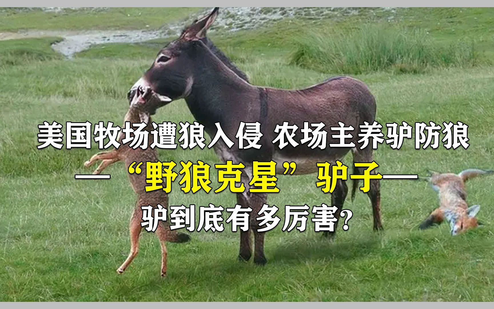 美国牧场遭狼入侵,农场主养驴防狼,驴到底有多厉害?