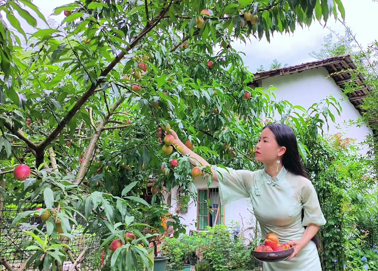 院子里的桃子熟了,果树下边乘凉边吃桃子,非常治愈的夏天哔哩哔哩bilibili