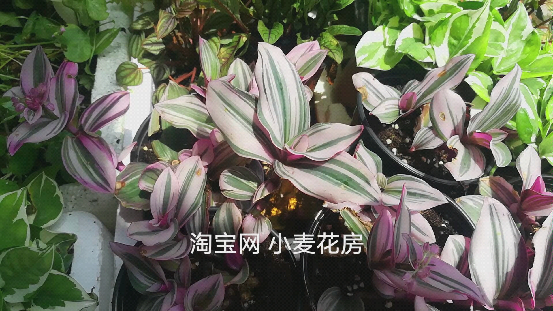 油畫婚禮 吊蘭 花葉植物