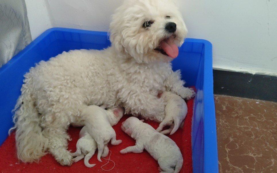 怀孕60天的比熊中午11点生产了,差点难产,最后生4只还好母子平安