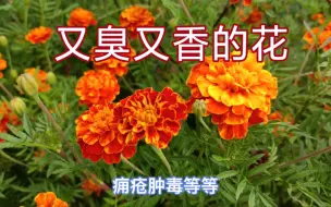 Video herunterladen: 又臭又香的花—发现100种染料植物，第20种