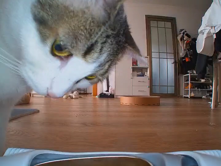 猫咪的刷脸喂食器，siri挤走正在吃饭的哥哥，你上我嘴里吃得了呗，还盗刷了，偷吃太逗了#干饭猫能有什么坏心思 #饿了喵 #刷脸喂食器 #自动喂食器