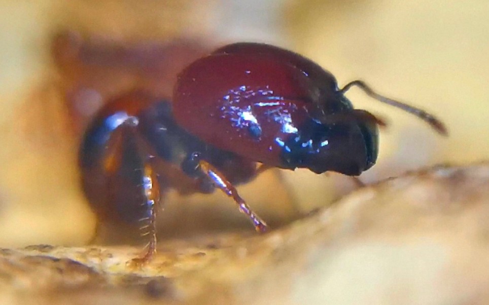 粉丝抽奖福利光腿刺切叶蚁很温柔可爱的一款小型蚁推荐