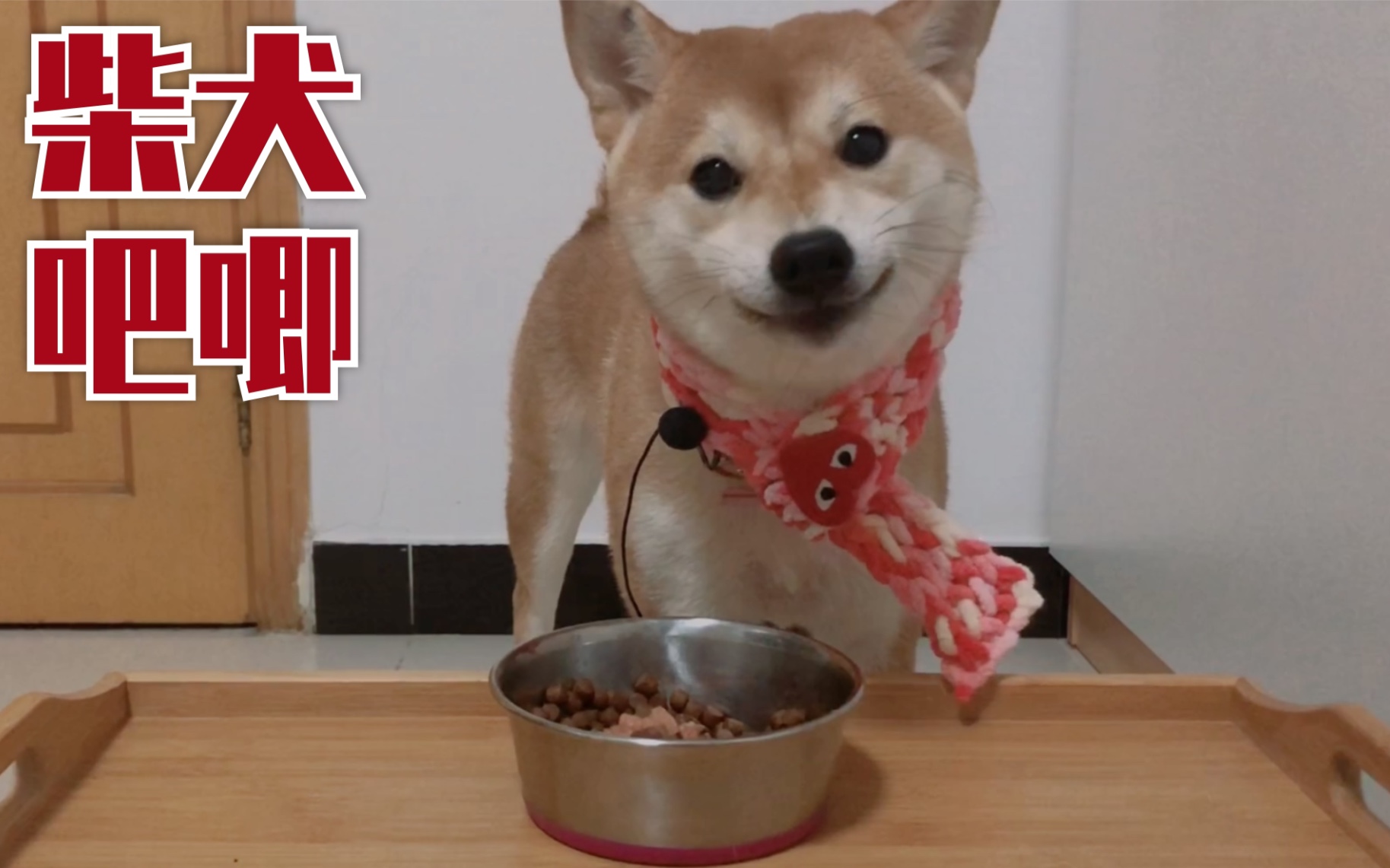 柴犬吧唧小吧唧吃饭第一名大声吧唧嘴饭后散步玩球吧唧居突猛进