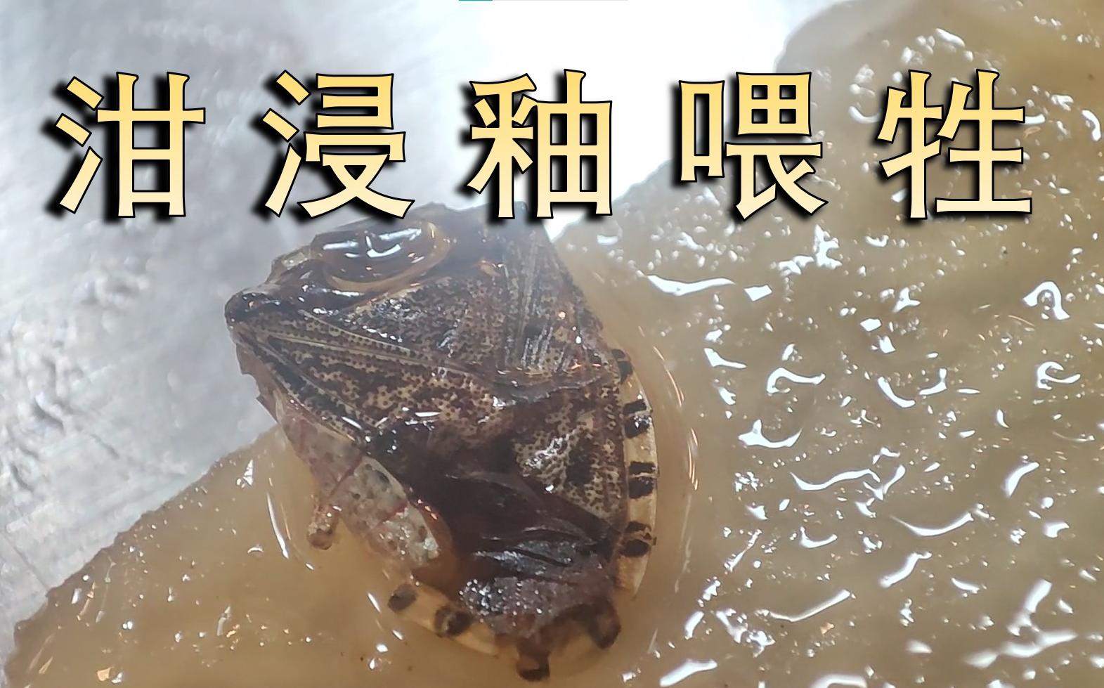 活动  大学食堂吃出臭屁虫很正常吧