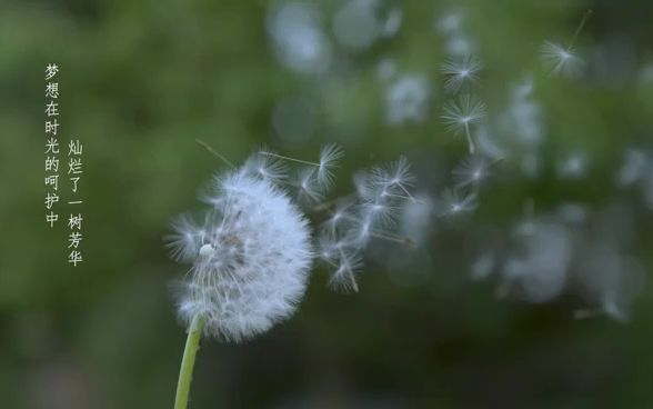 蜂花创意短视频广告用时间呵护梦想哔哩哔哩bilibili