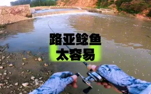 Download Video: 鲶鱼是路亚最容易钓的鱼种了吧？小水坝扔下去就咬，这也太好钓了