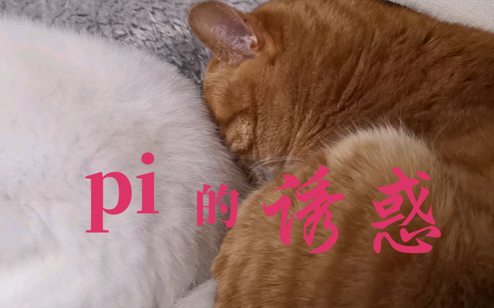 "就要闻屁!少管闲事!
