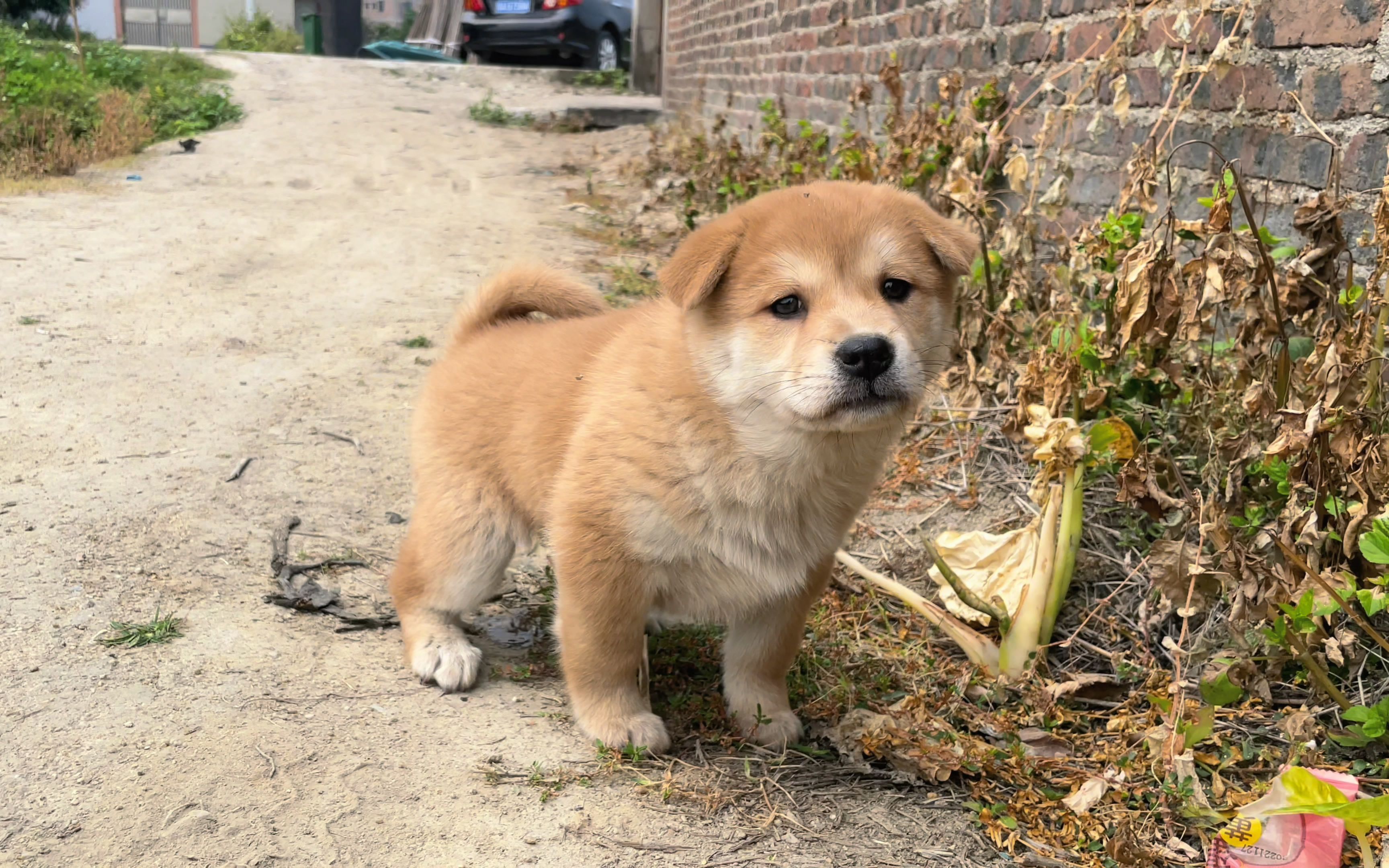 从朋友家带回一条小土狗,性格温顺,黄狗白脸很漂亮 - 哔哩哔哩