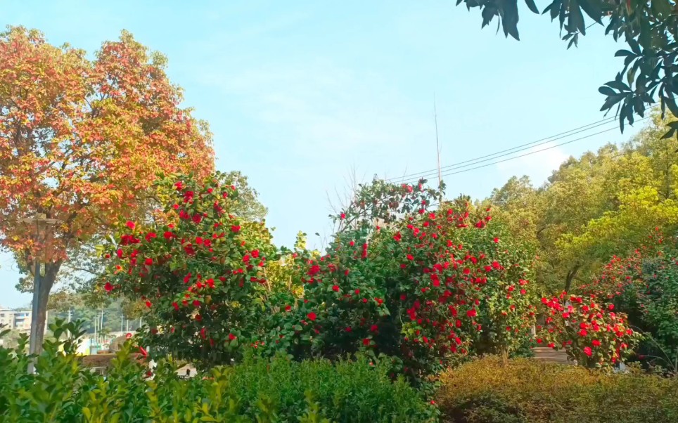 湖北师范大学的茶花艳女哔哩哔哩bilibili