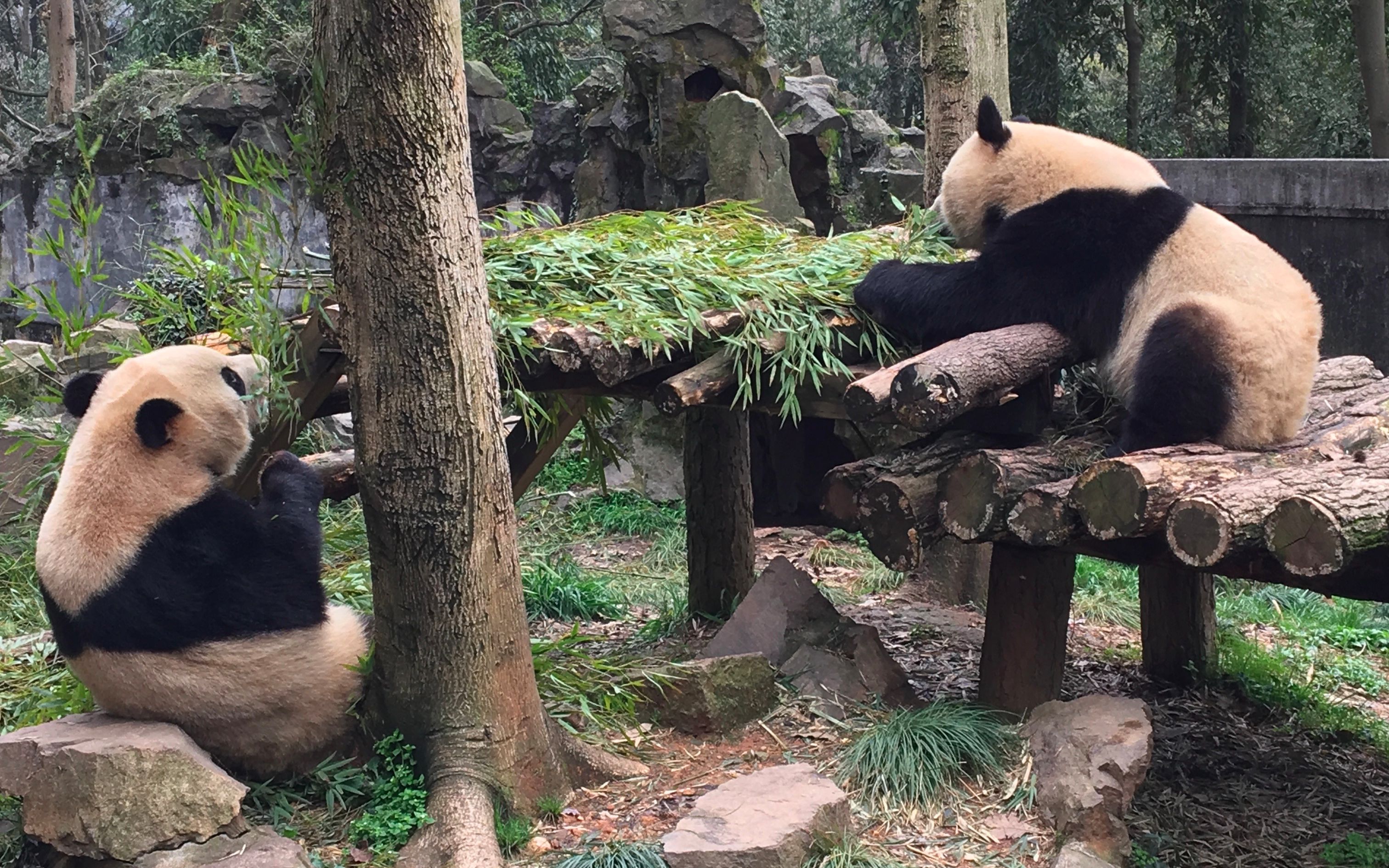 【20170322 杭州动物园 成就双好】9锅说,论护食,我说第二谁敢说第一!