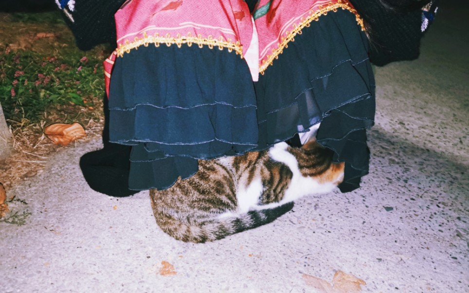 活动作品流浪猫神奇的猫尾play