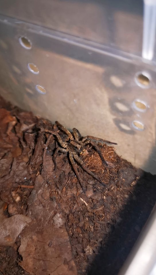 活动  格氏狼蛛进食豹蛛属