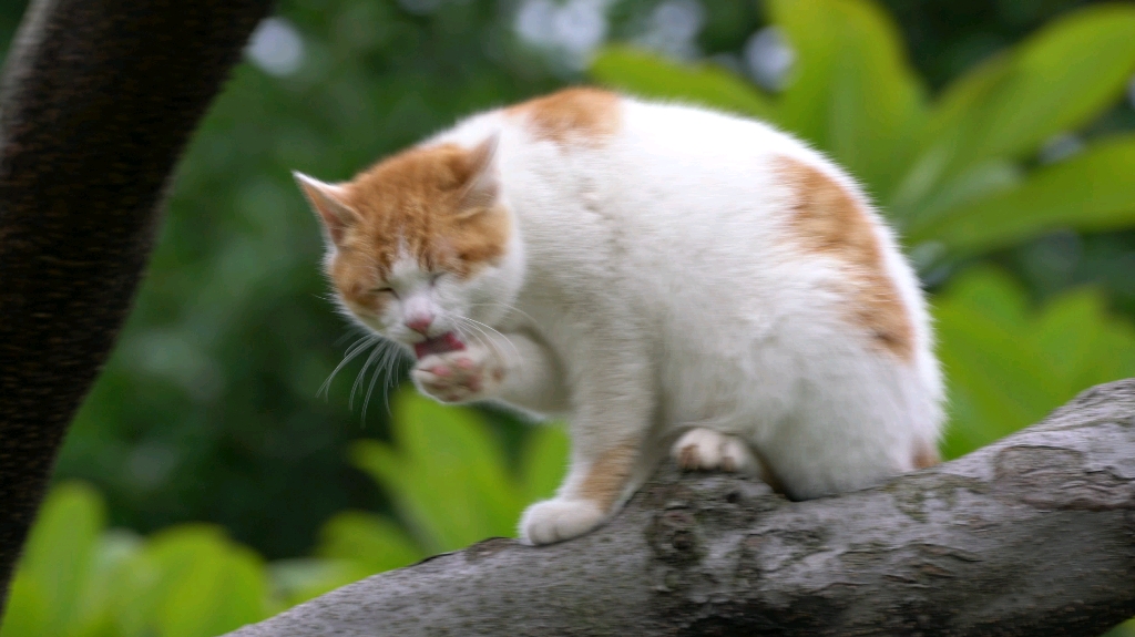 白鹭洲公园打瞌睡的猫 4k