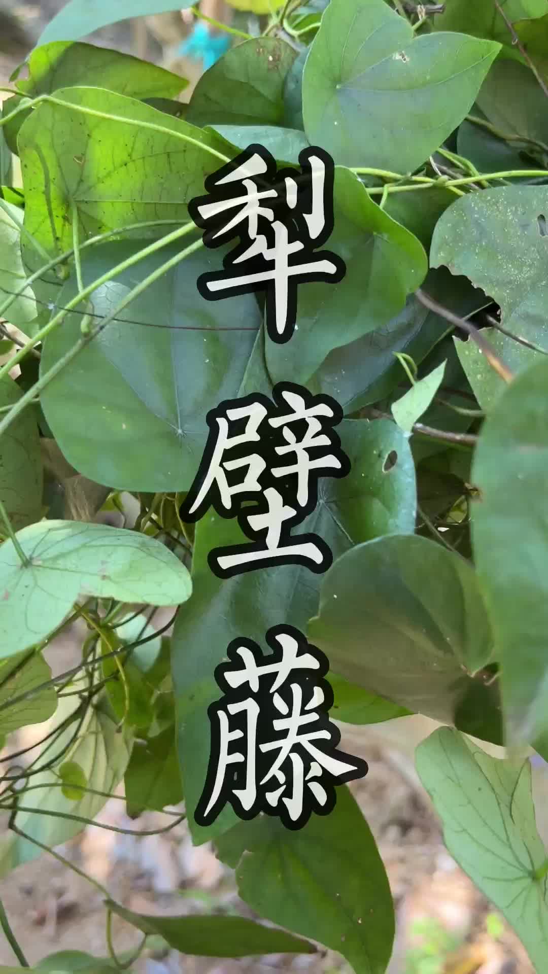 犁壁藤的功效与作用图片