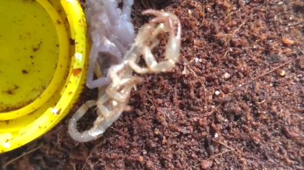 彼得异蝎雨林蝎幼体蜕皮失败已命丧蛛口