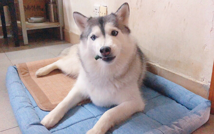 【哈士奇大灰】大狗子吃小零食,吃到面目狰狞嘤嘤嘤