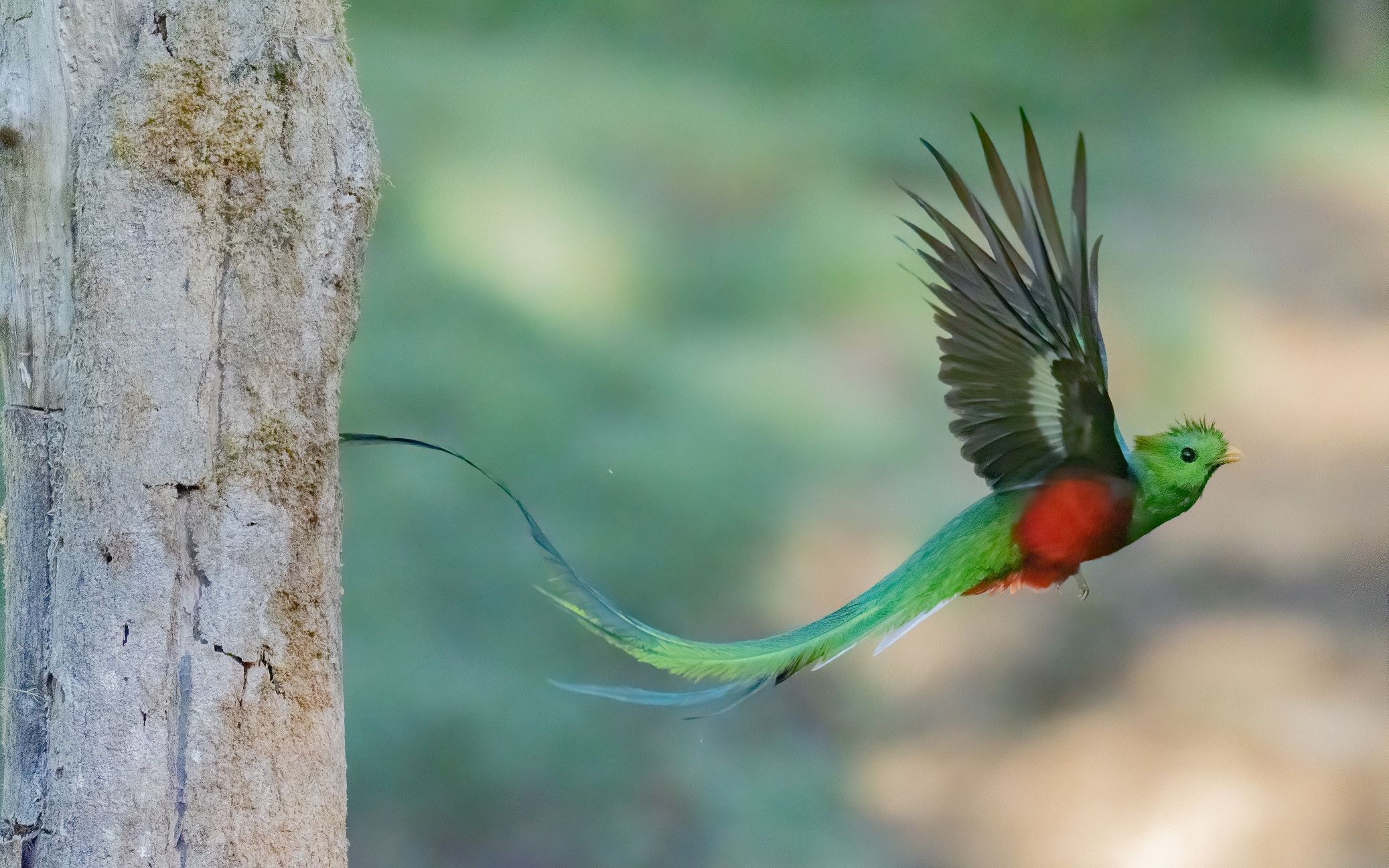 格查尔鸟离开鸟巢的照片