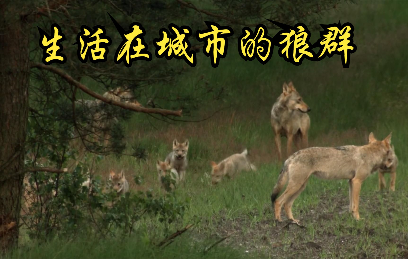 【德国】【纪录片】生活在城市的狼群 Wolves living in cities哔哩哔哩bilibili