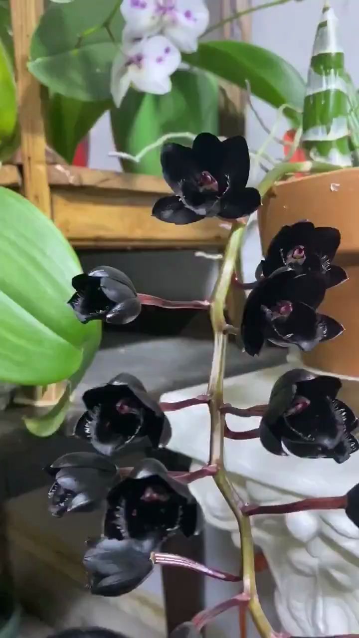 神奇植物03稀有的纯黑兰花黑珍珠