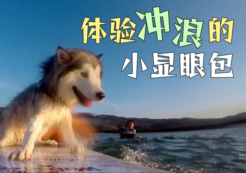 体验冲浪的阿拉斯加犬哔哩哔哩bilibili