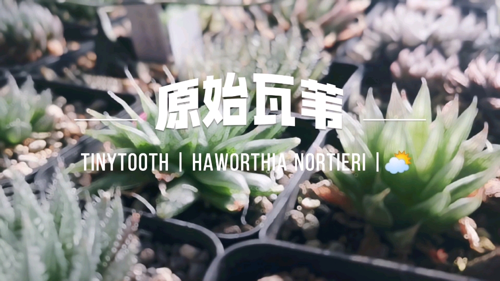 Haworthia nortieri 状态越来越好,格子窗越来越大哔哩哔哩bilibili