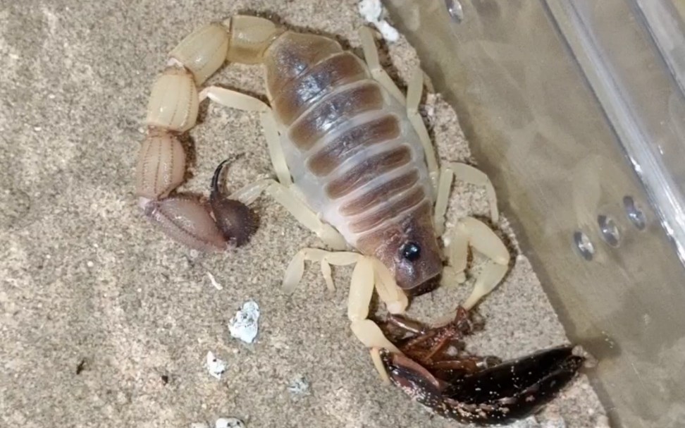 10青玉粗尾蝎捕食成体雌性疑仿硕蠊(杜比亚蟑螂)【壹】