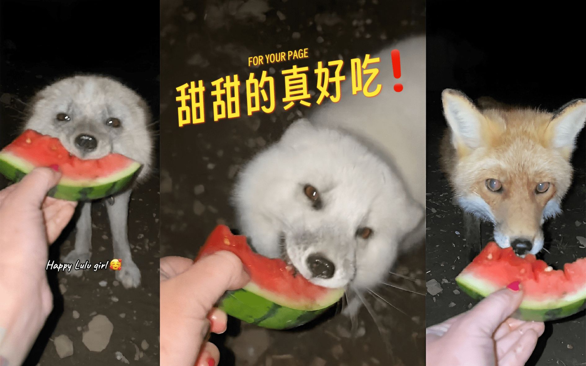 [图]爱吃西瓜的三只小狐狸 🍉