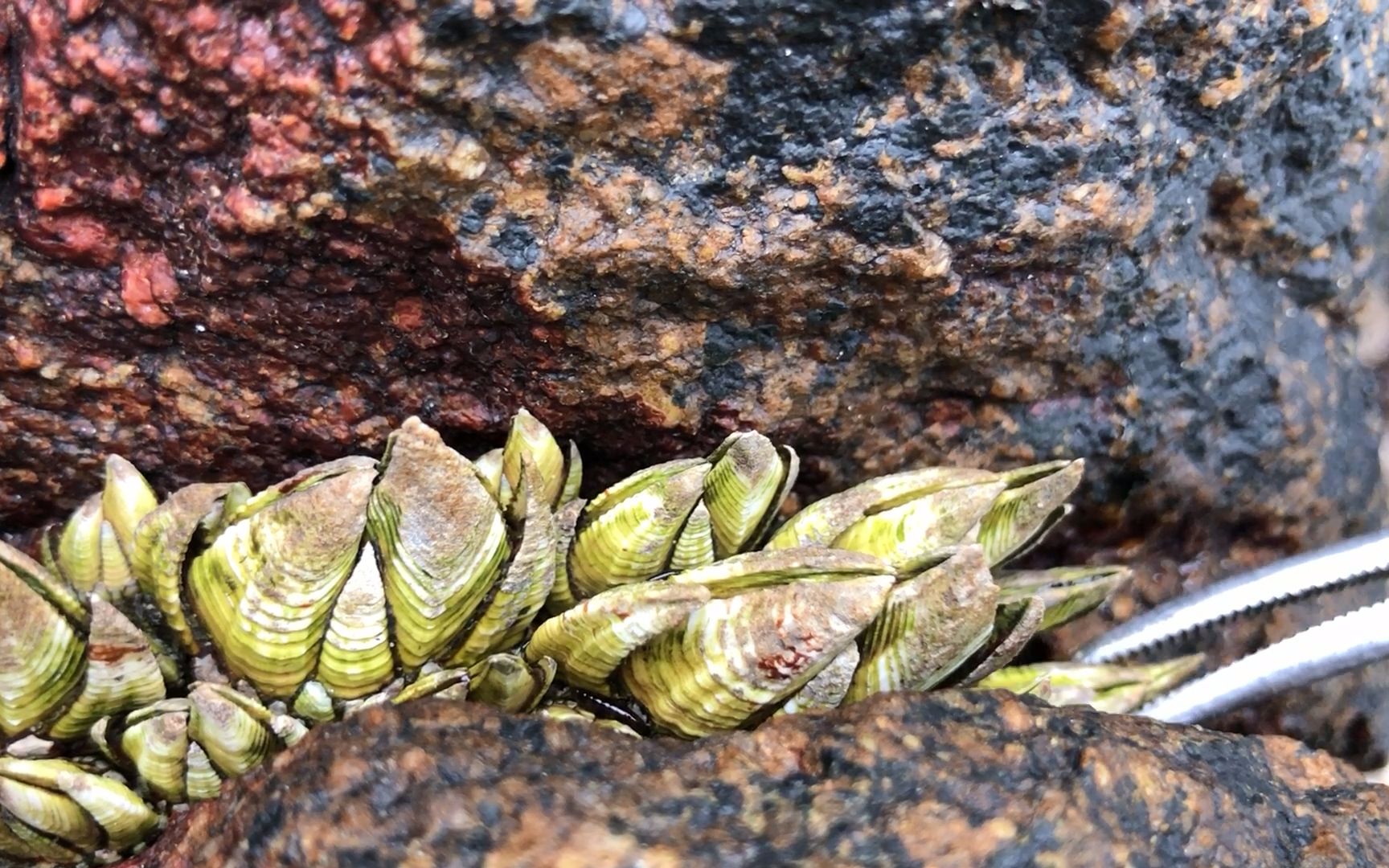 闲牛赶海找到宝藏地了,礁石缝全是又大又肥的佛手螺,这次赚大了