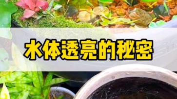 古法养鱼秘诀就是火山石铺在缸底,它可以发挥代替一个过滤系统,半年不换水,也不会有鱼腥味,且水质清澈透亮#古法养鱼 #鱼缸造景#火山石哔哩哔哩...