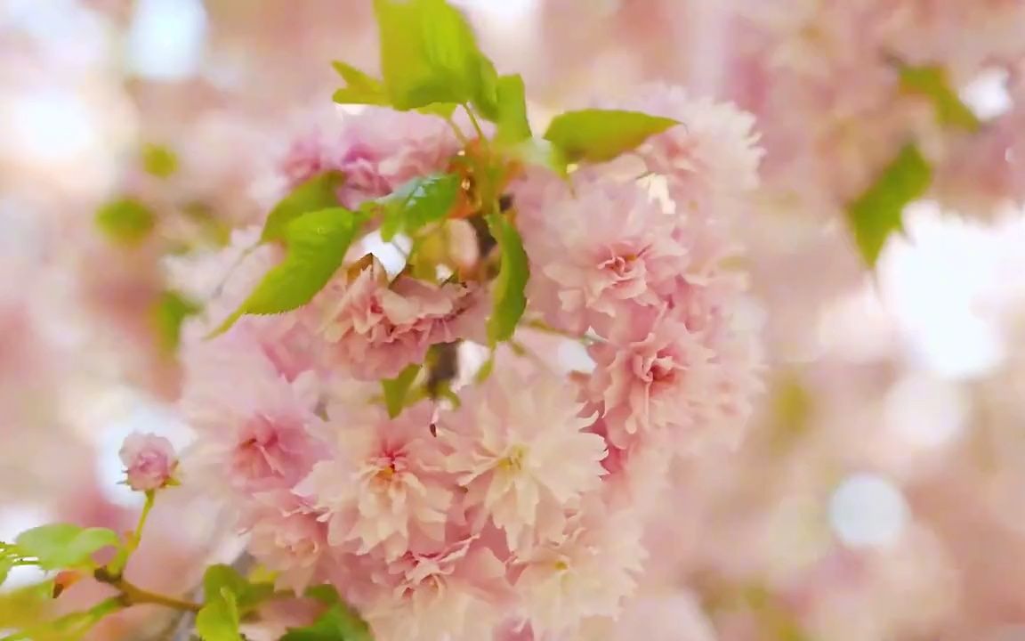 [图]【自然奇观】百花争艳，鸟语花香，蜂飞蝶舞，高清自然风景素材