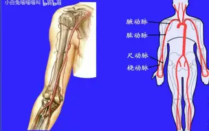 Download Video: 97.上肢动脉——系统解剖学、局部解剖学——这一套就够了