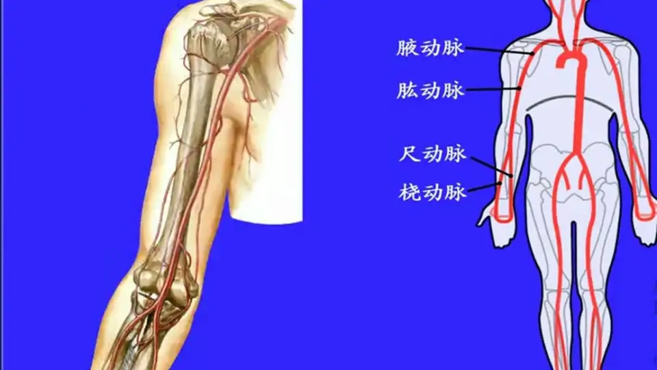 97.上肢动脉——系统解剖学、局部解剖学——这一套就够了_哔哩哔哩_bilibili