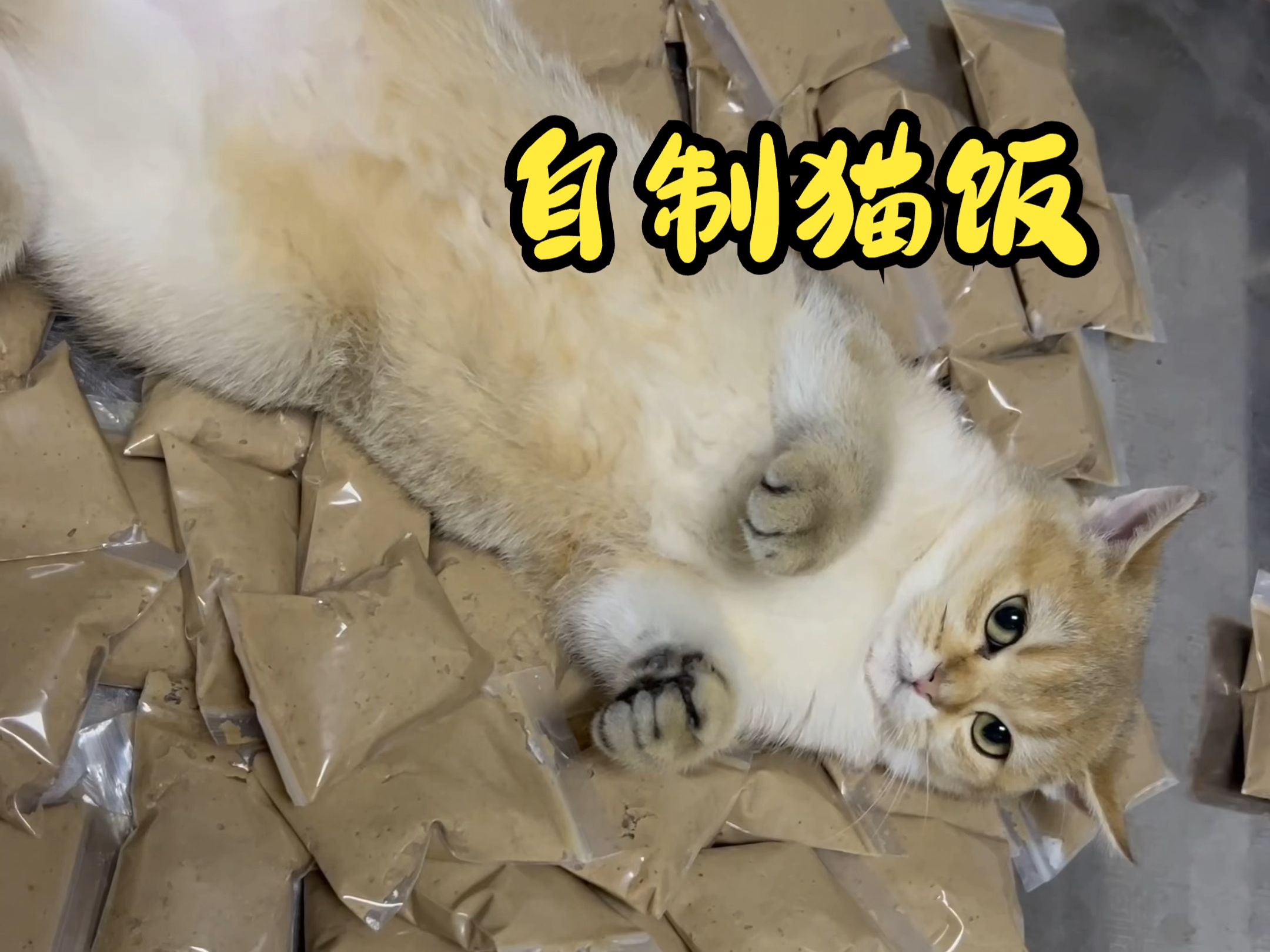 自制猫饭,猫猫超爱吃!哔哩哔哩bilibili