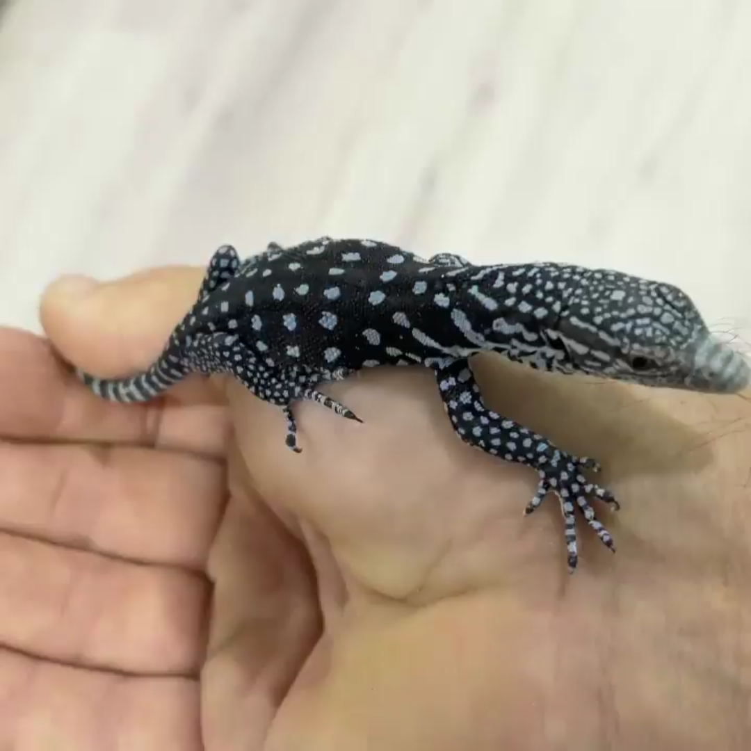 刚出生的蓝树巨蜥