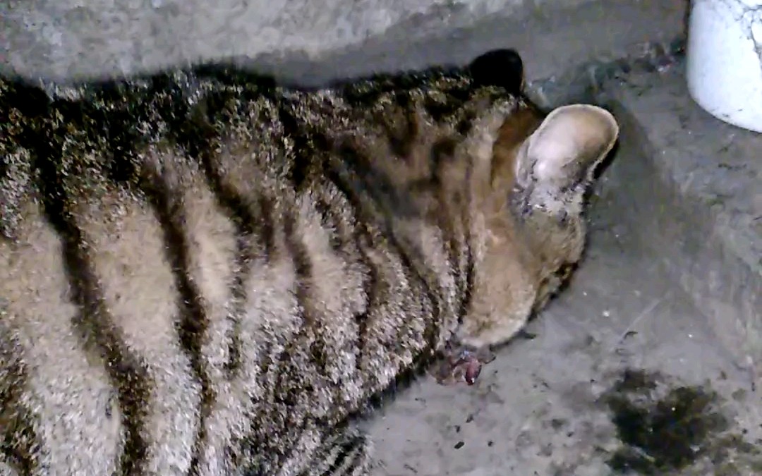 狸花猫一天吃六顿都是肉长这么肥也不奇怪了