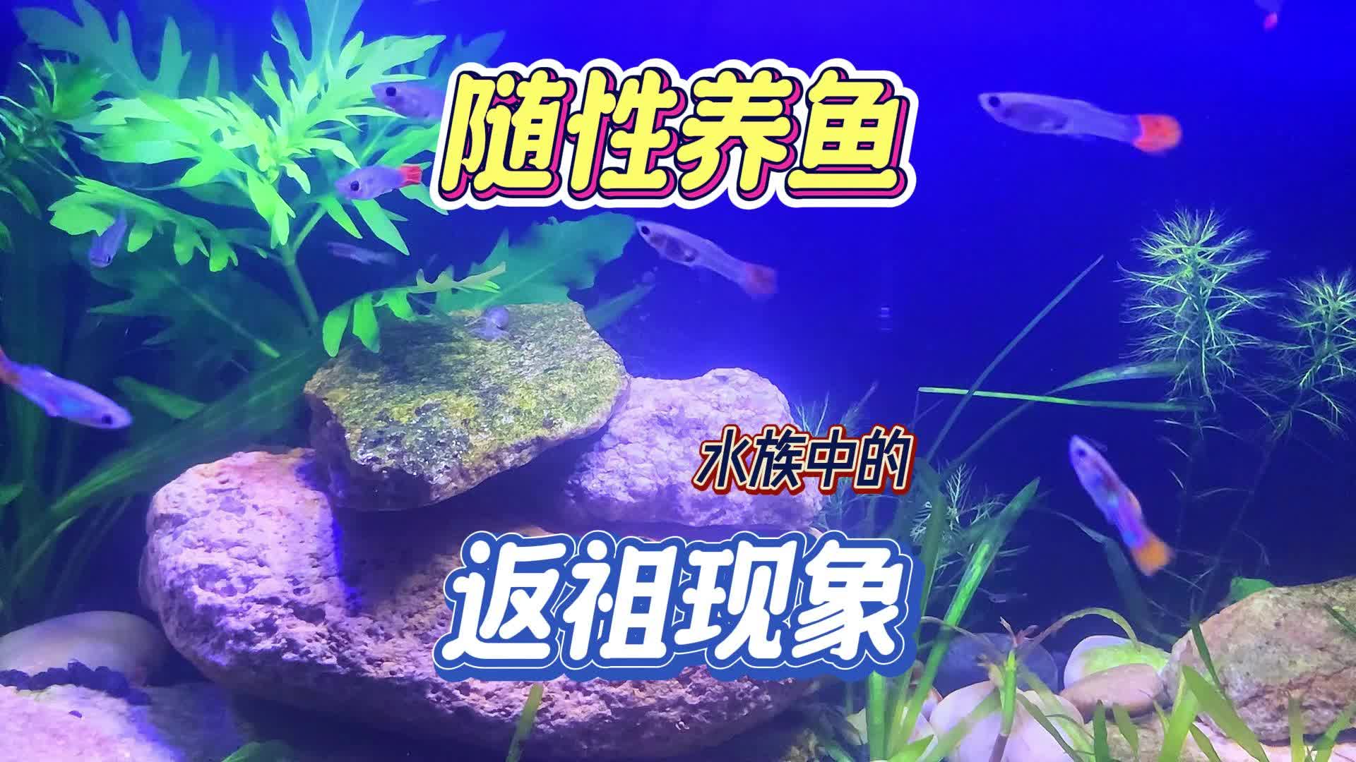 返祖现象,是水族中很常见哔哩哔哩bilibili