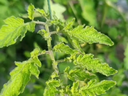 番茄低温冷害图片