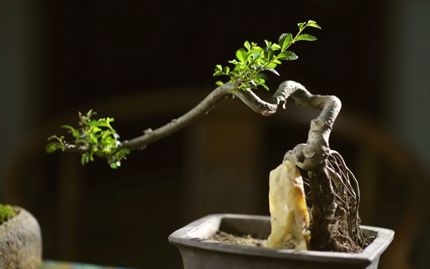 盆景的幾種造型樣式瞭解下家居小盆栽懸崖式室內綠植培養原創