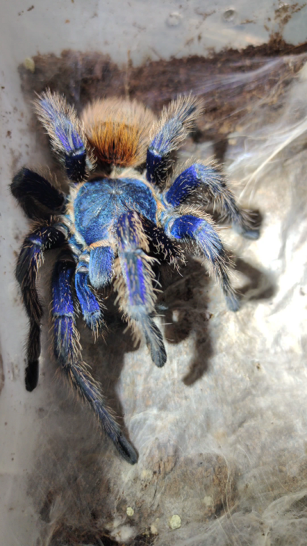 【委内瑞拉红绿橙】颜色撞击的美