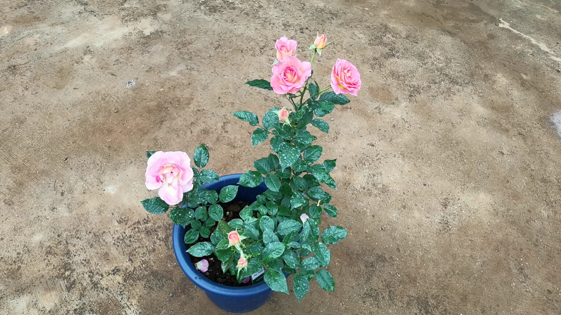 雨后的粉红天堂月季