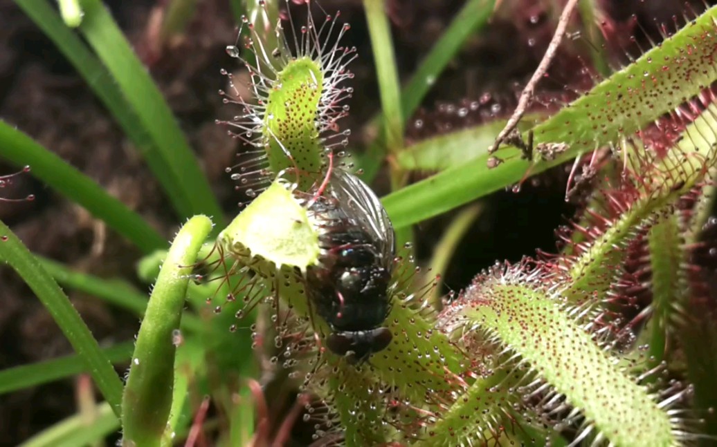 茅膏菜 捕食苍蝇_哔哩哔哩_bilibili