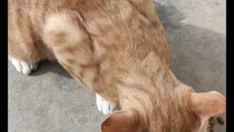 【废于物？茹猫=鱼哞】ang黄橘猫mou吃热水=恰㸎许，火亏o；孙川空如=森缺坑渝。
