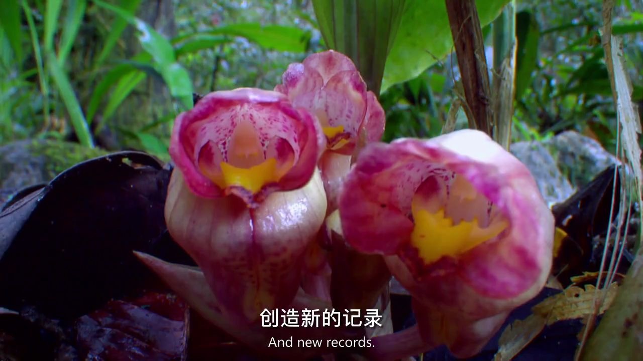 [图]生肉 中英文字幕《引诱和捕杀&性与谎言-植物的秘密武器 plants behaving badly》