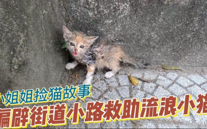 [图]农村街道发现流浪猫,开始很凶不让靠近.多次尝试后小姐姐收养回家