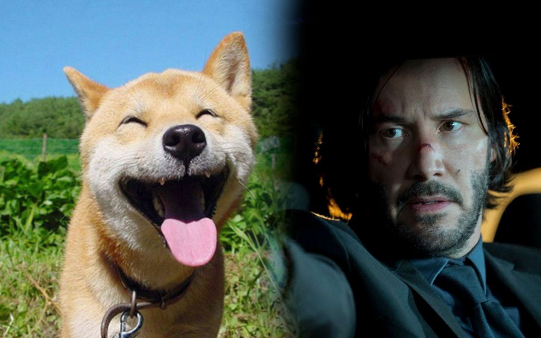 【电影笔记96】一条狗引发的血案《疾速追杀》_哔哩哔哩_bilibili