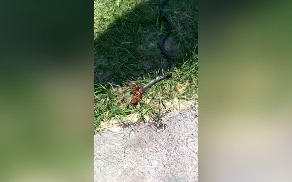 眼镜蛇vs蜈蚣 五毒之战