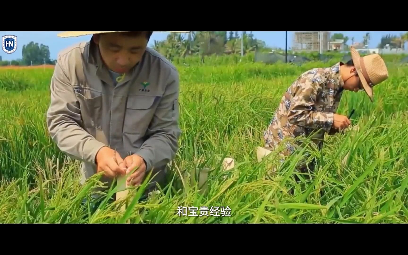 禾下乘凉——聆听一粒种子的故事哔哩哔哩bilibili