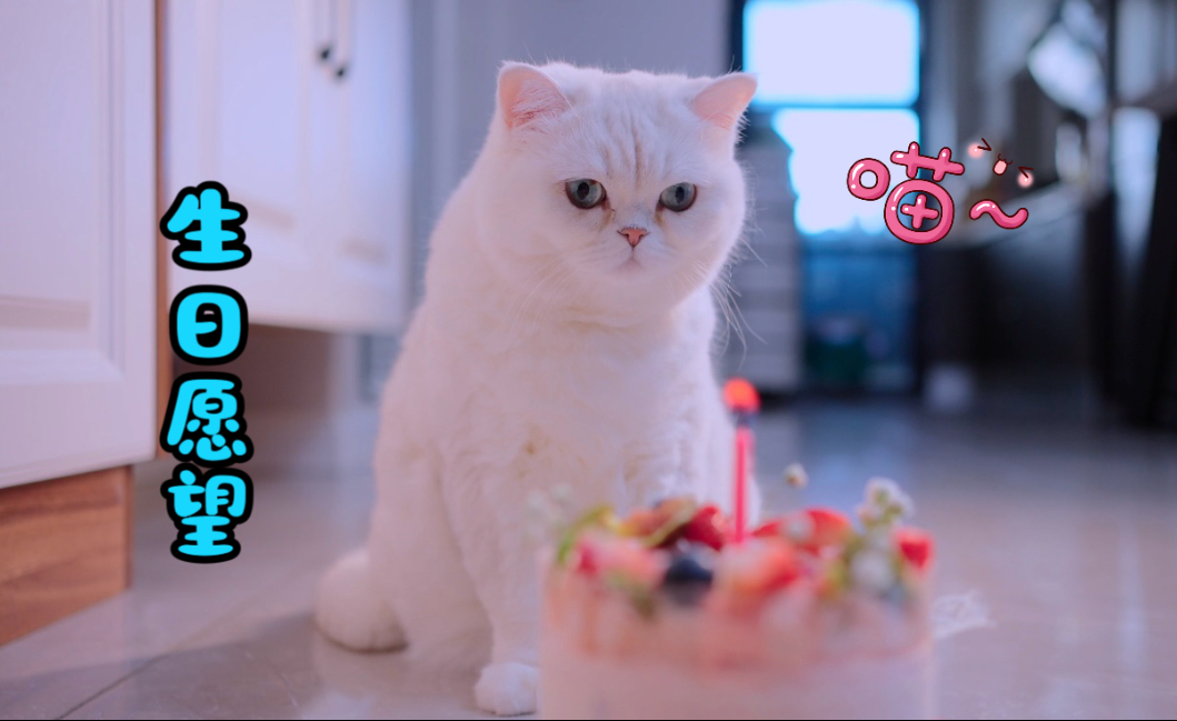 小猫咪过生日，妹妹却消失了
